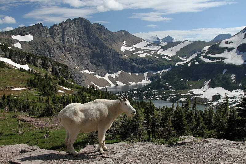 Mountain_Goat_at_Hidden_Lake-2.jpeg Mountain_Goat_at_Hidden_Lake-2.jpeg