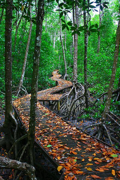 Jack_Barnes_Bicentennial_Mangrove_Boardwalk-15.jpg Jack_Barnes_Bicentennial_Mangrove_Boardwalk-15.jpg