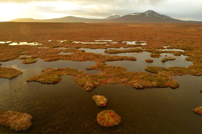 Wetland_in_the_Flow_Country__Scotland__UK_-_geograph.org.uk_-_5668315.jpg Wetland_in_the_Flow_Country__Scotland__UK_-_geograph.org.uk_-_5668315.jpg
