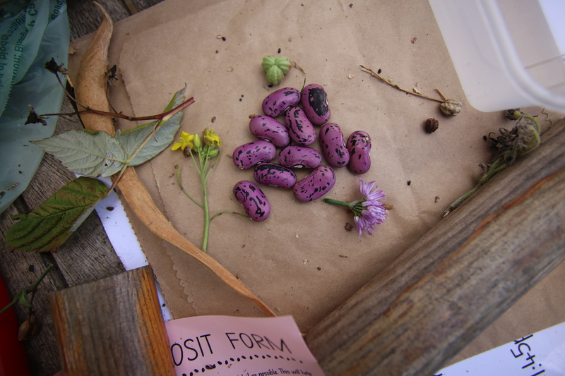 GSL_-_Keeping_the_Seeds_-_Galgael_-_Sep_2023_-_Photo_by_Rowan_Lear_5216__1_-1.JPG GSL_-_Keeping_the_Seeds_-_Galgael_-_Sep_2023_-_Photo_by_Rowan_Lear_5216__1_-1.JPG