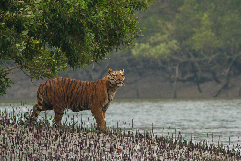 Sundarban_Tiger.jpg Sundarban_Tiger.jpg
