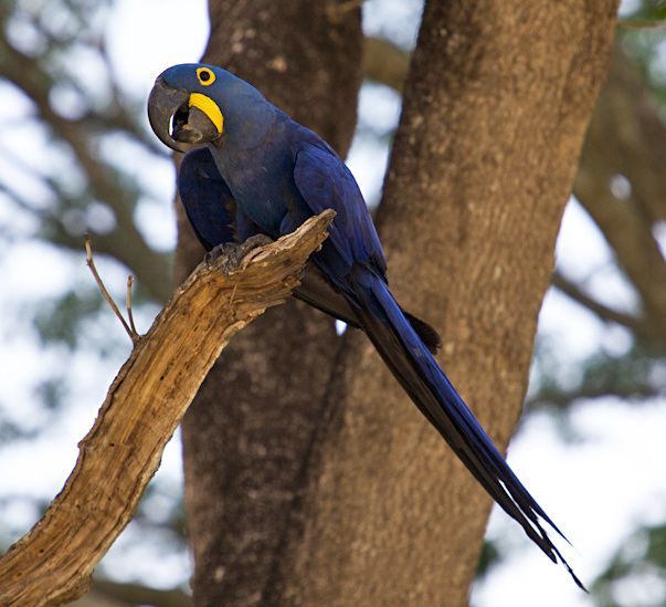 A_hyacinth_macaw_in_the_Pantanal__Mato_Grosso__Brazil.__Nori_Almeida_CC_BY_2.0.jpg A_hyacinth_macaw_in_the_Pantanal__Mato_Grosso__Brazil.__Nori_Almeida_CC_BY_2.0.jpg