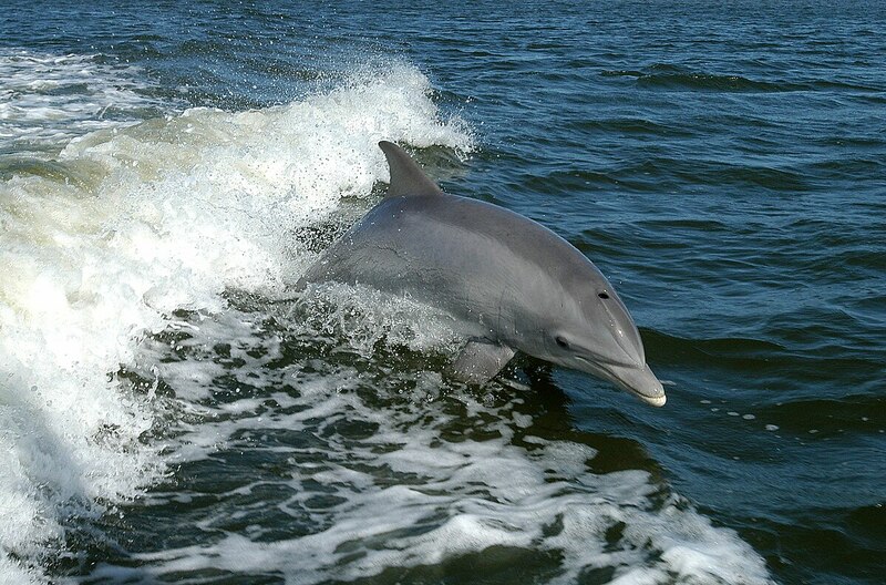 Bottlenose_Dolphins.JPG Bottlenose_Dolphins.JPG