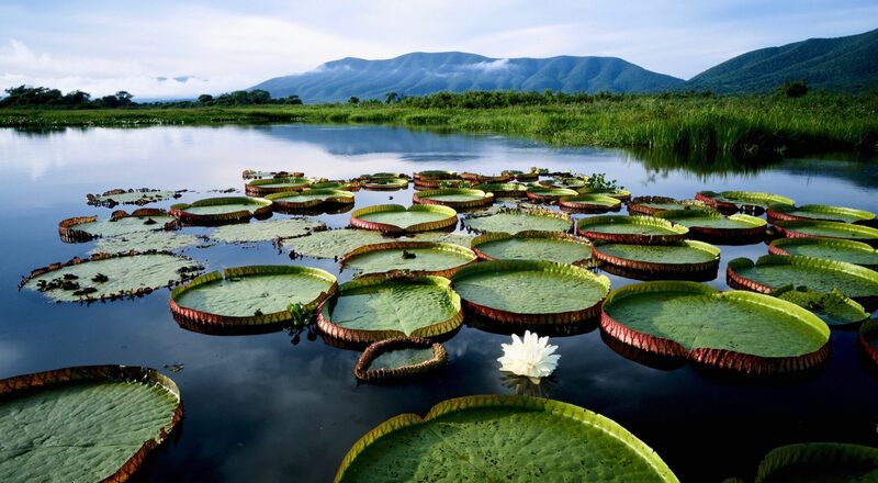 Brazil__Pantanal__water_lilies._Nat_Photos___DigitalVision___Getty_Images_Plus-1.jpg Brazil__Pantanal__water_lilies._Nat_Photos___DigitalVision___Getty_Images_Plus-1.jpg