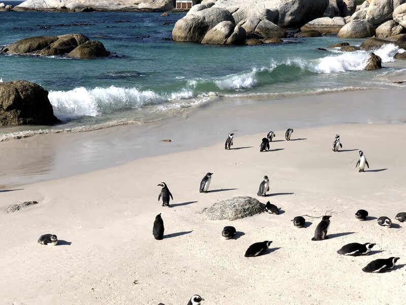 Penguins_at_Robben_Island__Cape_Town_-_9.jpg Penguins_at_Robben_Island__Cape_Town_-_9.jpg