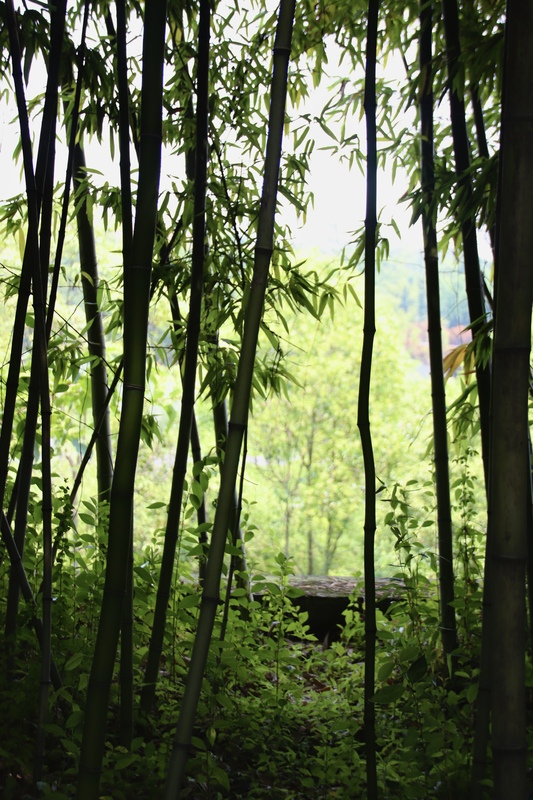 panda_4-10.jpg panda_4-10.jpg