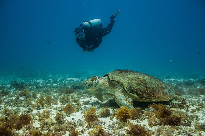 Parque_Nacional_Marinho_de_Fernando_de_Noronha_-_Joa__o_Paulo_Marques_DAndretta_12.jpg Parque_Nacional_Marinho_de_Fernando_de_Noronha_-_Joa__o_Paulo_Marques_DAndretta_12.jpg