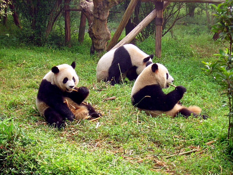 Chengdu-pandas-d10-1.jpg Chengdu-pandas-d10-1.jpg