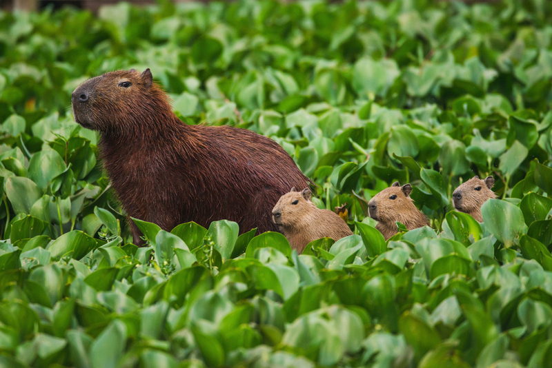 Capivara_Hydrochoerus_hydrochaeris_.jpg Capivara_Hydrochoerus_hydrochaeris_.jpg