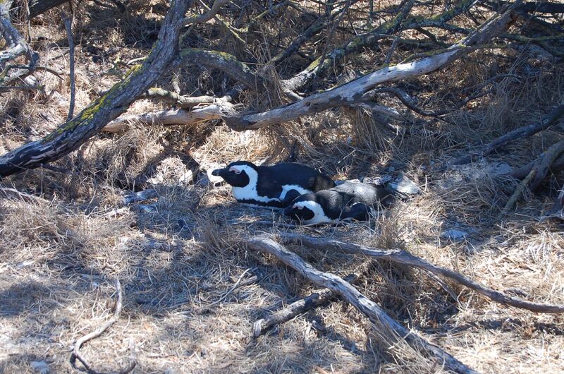 AHI_Treasures_of_Southern_Africa_3-07_0246_N__554671849_.jpg AHI_Treasures_of_Southern_Africa_3-07_0246_N__554671849_.jpg