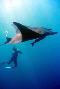 Giant_pacific_manta-1.jpeg Giant_pacific_manta-1.jpeg