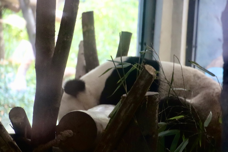 panda_1.jpg panda_1.jpg