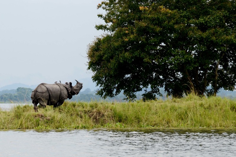 Beauty_of_Kaziranga_National_Park-6.jpg Beauty_of_Kaziranga_National_Park-6.jpg