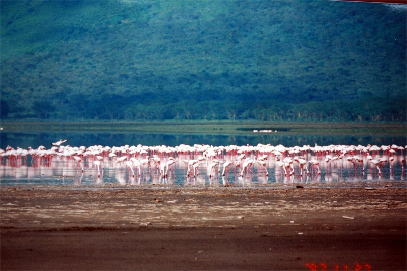 Flamingos_at_lake_Nakuru.jpg Flamingos_at_lake_Nakuru.jpg