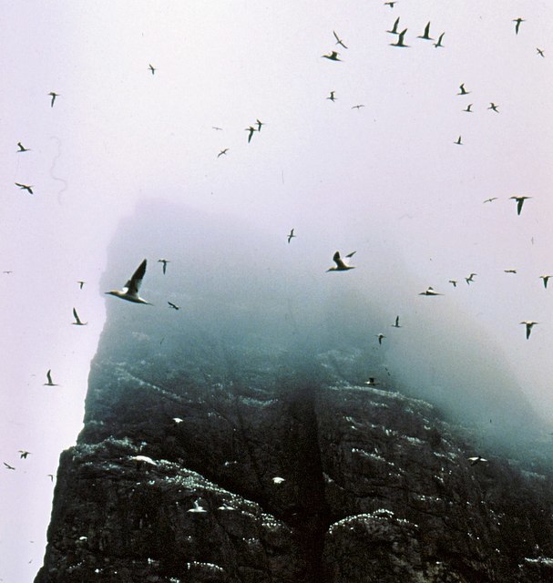 And_yet_more_gannets_over_Stac_an_Armin_-_geograph.org.uk_-_721544.jpg And_yet_more_gannets_over_Stac_an_Armin_-_geograph.org.uk_-_721544.jpg