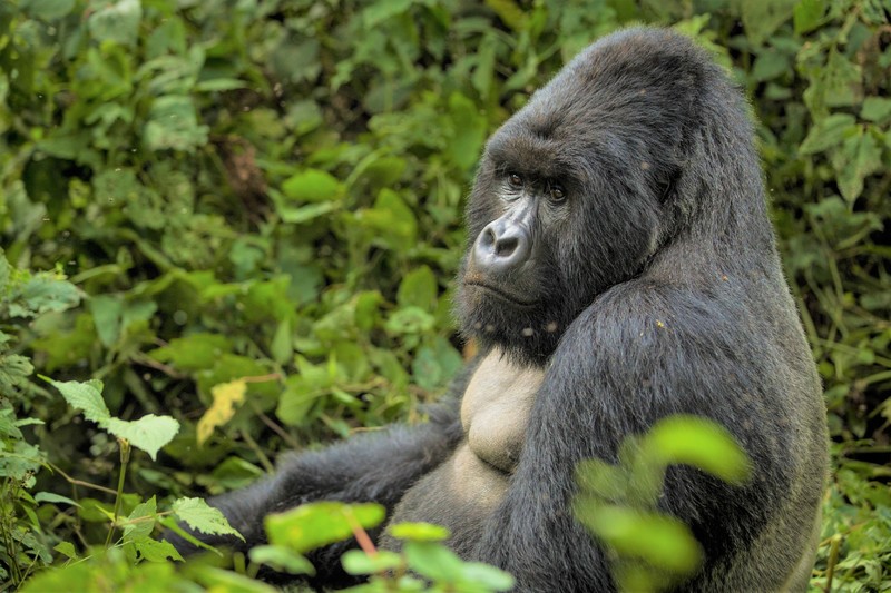 Virunga_National_Park.jpg Virunga_National_Park.jpg