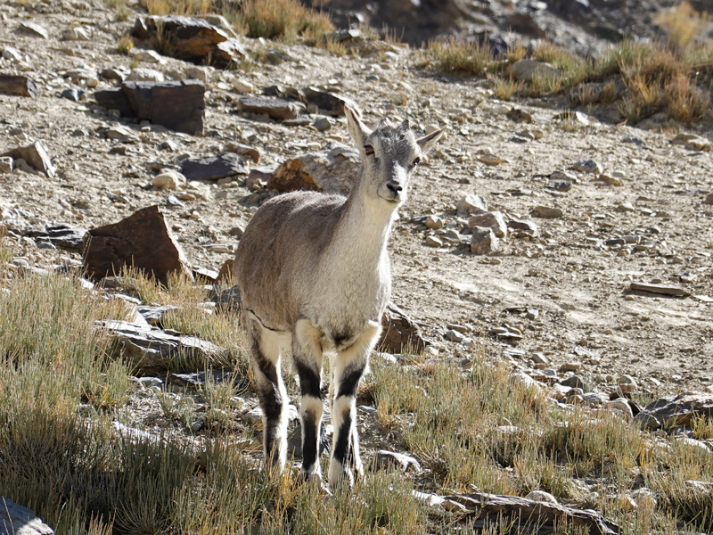 Grey_Goral_Doe_Zanskar_Ladakh_Oct22_R16_06676.jpg Grey_Goral_Doe_Zanskar_Ladakh_Oct22_R16_06676.jpg