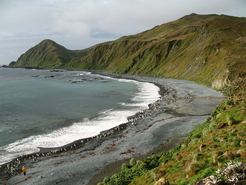 MacquarieIsland7.jpeg MacquarieIsland7.jpeg