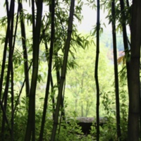 Sichuan Panda Sanctuaries