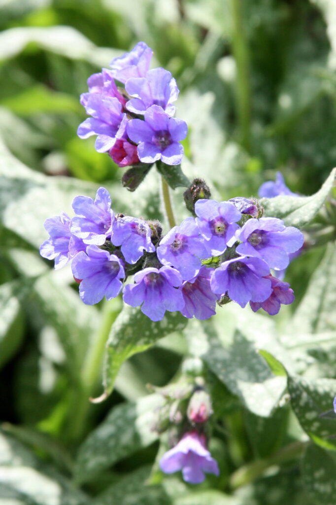 File:Lungwort (Pulmonaria) Trevi Fountain (3546207154).jpg - Wikimedia Commons