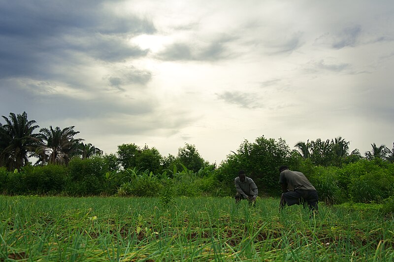 File:Two farmers working in the morning.jpg