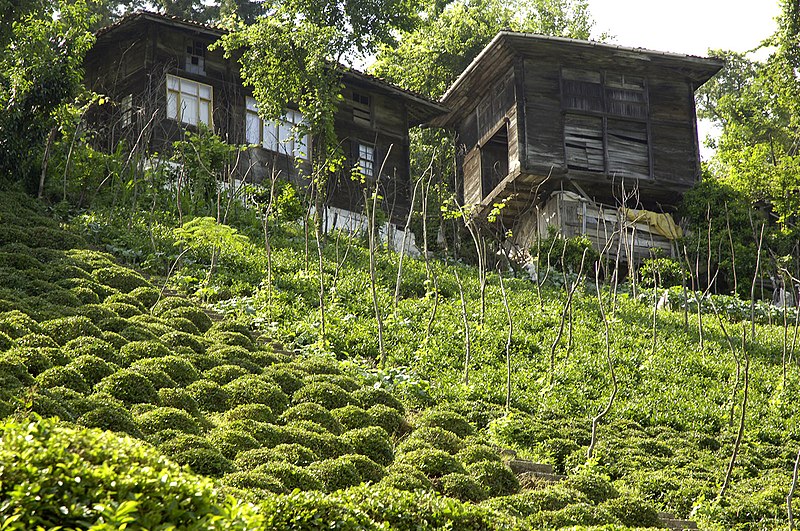 File:Çayeli tea growing hinterland 4678.jpg